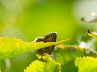 Plebejus idas Järavallen, Kävlinge, Skåne, Sweden 20160709_0122