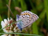 Plebejus idas male Vombs västra vattenverksdammar, Lund, Skåne, Sweden 20120713B 117