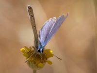 Plebejus modicus Akseki, Turkey 20120707B 115