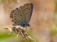 Plebejus modicus Akseki, Turkey 20120707B 117