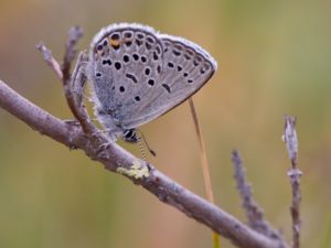 Plebejus optilete - Cranberry Blue - Violett blåvinge