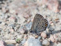 Plebejus optilete Fjärilsvägen, Grinduga, Gävle, Gästrikland, Sweden 20150705_1227