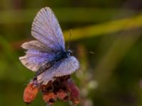 Plebejus optilete Kole mosse, Klippan, Skåne, Sweden 20120803B 104