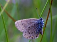 Plebejus optilete Kole mosse, Klippan, Skåne, Sweden 20120803B 144