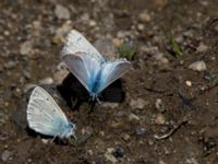 Polyommatus aedon Nemrut Dagi, Turkey 20120704 480