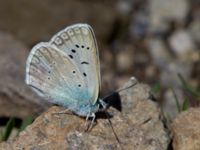 Polyommatus aedon Nemrut Dagi, Turkey 20120704B 403