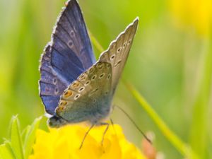 Polyommatus amandus - Amanda's Blue - Silverblåvinge