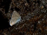 Polyommatus amandus Ulvshult, Östra Göinge, Skåne, Sweden 20140709_0071