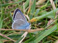 Polyommatus amandus ad male Bakdjupet, Skanör, Falsterbohalvön, Vellinge, Skåne, Sweden 20160617_0227