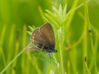 Polyommatus amandus female Lyngsjön, Kristianstad, Skåne, Sweden 20170719_0072