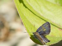 Polyommatus amandus male Shirokaya Shchel, Krasnodar, Russia 20160911_0930