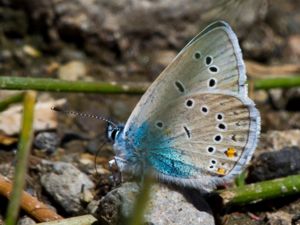 Polyommatus bellis - Greek Mazarine Blue - Grekisk ängsblåvinge