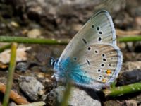 Polyommatus bellis Nemrut Dagi, Turkey 20120704B 328