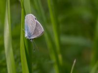 Polyommatus semiargus Fjärilsvägen, Grinduga, Gävle, Gästrikland, Sweden 20150705_1314