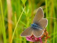 Polyommatus semiargus female Lyngsjön, Kristianstad, Skåne, Sweden 20170719_0012