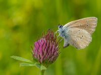 Polyommatus semiargus female Lyngsjön, Kristianstad, Skåne, Sweden 20170719_0054