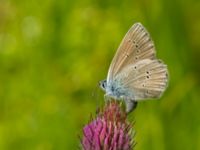 Polyommatus semiargus female Lyngsjön, Kristianstad, Skåne, Sweden 20170719_0055