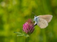 Polyommatus semiargus female Lyngsjön, Kristianstad, Skåne, Sweden 20170719_0061