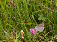 Polyommatus semiargus female Lyngsjön, Kristianstad, Skåne, Sweden 20170719_0136