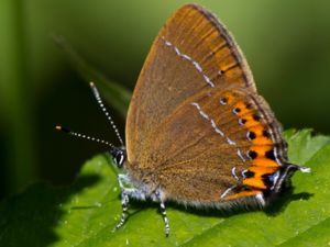 Satyrium pruni - Black Hairstreak - Busksnabbvinge