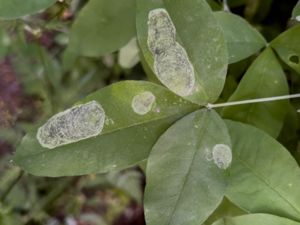 Leucoptera laburnella - Gullregnsmal