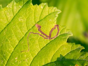 Stigmella lemniscella - Beautiful Elm Dot - Lundalmsdvärgmal