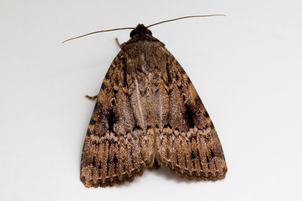 Amphipyra pyramidea - Copper Underwing - Stort buskfly