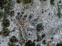 Catocala nymphaea Akseki graveyard, Turkey 20120625B 264