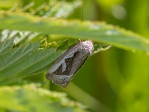 Deltote uncula - Silver Hook - Gråkantat glansfly