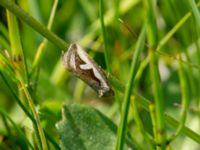 Deltote uncula Simris strandäng, Simrishamn, Skåne, Sweden 20180601_0237