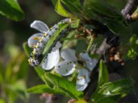 Diloba caeruleocephala larvae Mysinge Alvar, Mörbylånga, Öland, Sweden 20170526_0191