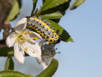 Diloba caeruleocephala larvae Mysinge Alvar, Mörbylånga, Öland, Sweden 20170526_0194