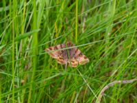 Euclidia glyphica 150 m NO Annelundskyrkan, Ljungby, Småland, Sweden 20190607_0604