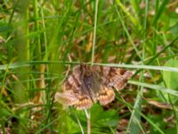 Euclidia glyphica 150 m NO Annelundskyrkan, Ljungby, Småland, Sweden 20190607_0605