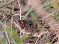 Euclidia glyphica Vitberget, Älvsbyn, Norrbotten, Sweden 20150711_0052