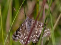 Euclidia mi Bunkeflodammen, Malmö, Skåne, Sweden 20130618B-26