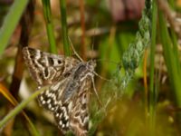 Euclidia mi Silvåkratornet, Krankesjön, Lund, Skåne, Sweden 20120615B 133