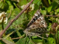 Euclidia mi Tvedöra grustag, Lund, Skåne, Sweden 20120609B 369