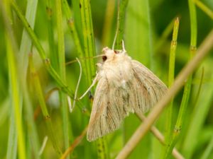 Mythimna pudorina - Striped Wainscot - Rödgrått gräsfly