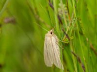 Mythimna pudorina Lyngsjön, Kristianstad, Skåne, Sweden 20170719_0067