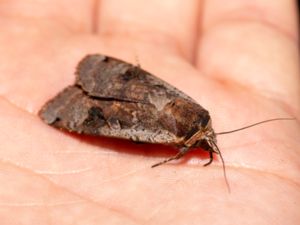 Noctua pronuba - Large Yellow Underwing Moth - Större bandfly