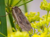 Noctua pronuba Almåsa, Malmö, Skåne, Sweden 20110814 001