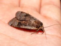 Noctua pronuba Potatisåkern, Malmö, Skåne, Sweden 20190724_0087