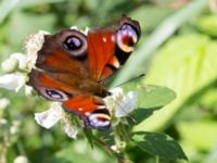 Aglais io Järavallen, Kävlinge, Skåne, Sweden 20160711_0199