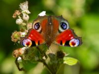 Aglais io Järavallen, Kävlinge, Skåne, Sweden 20160713_0142