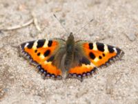 Aglais urticae Ödetomt Gunnarpsvägen, Tjärnarp, Höör, Skåne, Sweden 20200725_0031