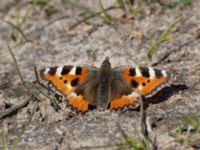 Aglais urticae Almåsa, Malmö, Skåne, Sweden 20220417_0089