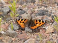 Aglais urticae Utfyllnaden Oljesjön, Malmö, Skåne, Sweden 20220628_0019