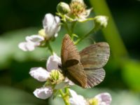 Aphantopus hyperantus Järavallen, Kävlinge, Skåne, Sweden 20160709_0061