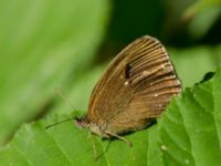 Aphantopus hyperantus Järavallen, Kävlinge, Skåne, Sweden 20160709_0106